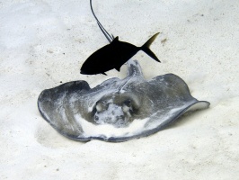Cozumel 2011